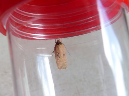 Réf. 187 886 : Agonopterix subpropinquella